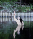 River at ADF