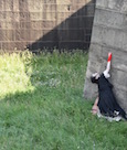 A Body on Governors Island