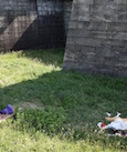 A Body on Governors Island